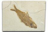 Detailed Fossil Fish (Knightia) - Wyoming #354033-1